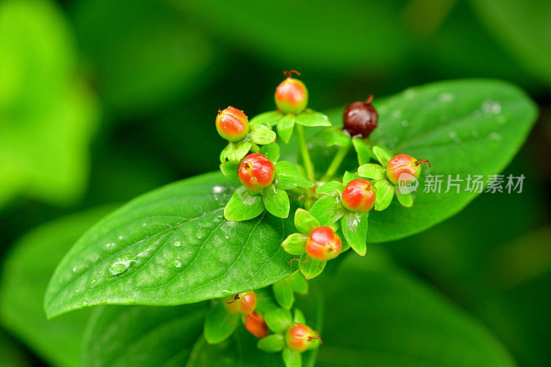 androsaemum / Tutsan / Sweet-amber:花和果